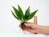 Java Fern (Microsorum pteropus) – Easy Live Freshwater Aquarium Plant