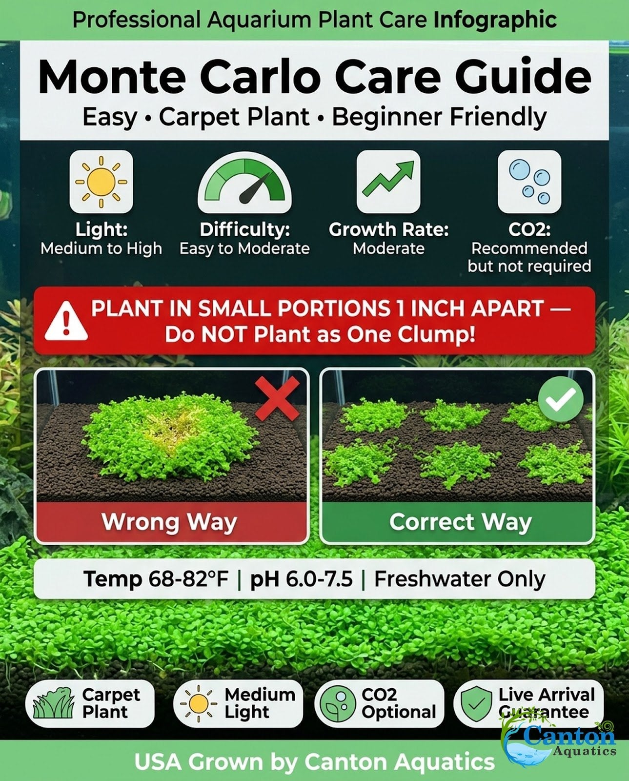 Micranthemum 'Monte Carlo' - Live Freshwater Carpet Aquarium Plant