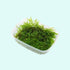Christmas Moss Vesicularia Montagnei