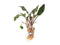 Cryptocoryne Wendtii Red – Live Aquarium Plant (Medium, Buy More & Save More)BUY 2 GET 1 FREE