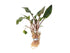 Cryptocoryne Wendtii Red – Live Aquarium Plant (Medium, Buy More & Save More)BUY 2 GET 1 FREE
