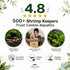 Live Shrimp Tank Plant Bundle | Aquarium Plants for Shrimp Neocaridina Cherry Shrimp