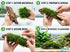 Canton Aquatics Java Moss Taxiphyllum Barbieri Live Freshwater Aquarium Moss - Low Light