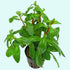 Ammania senegalensis – Live Freshwater Aquarium Plant - Image 32 of 43