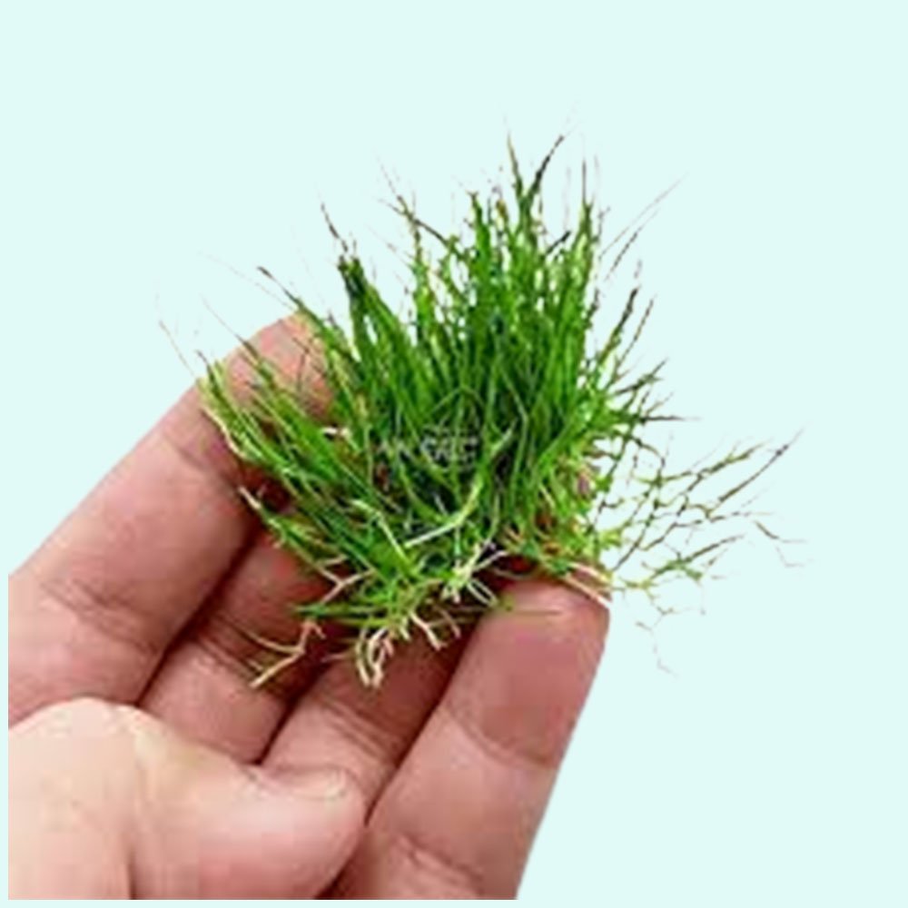 Dwarf Hairgrass Eleocharis