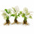 Anubias White Rose – Live Freshwater Aquarium Plant - Image 2 of 90