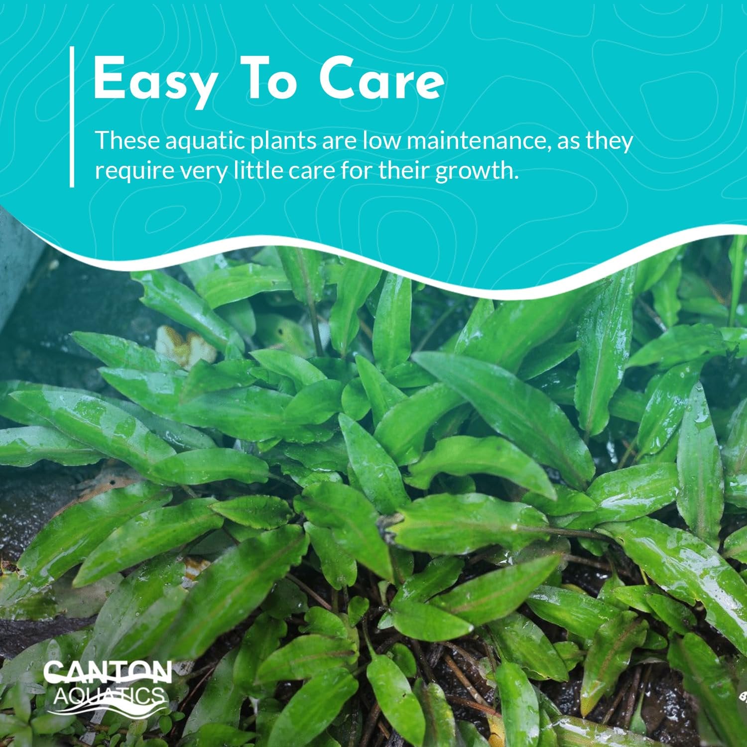 Cryptocoryne Crypt Lucens