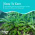 Cryptocoryne Crypt Lucens
