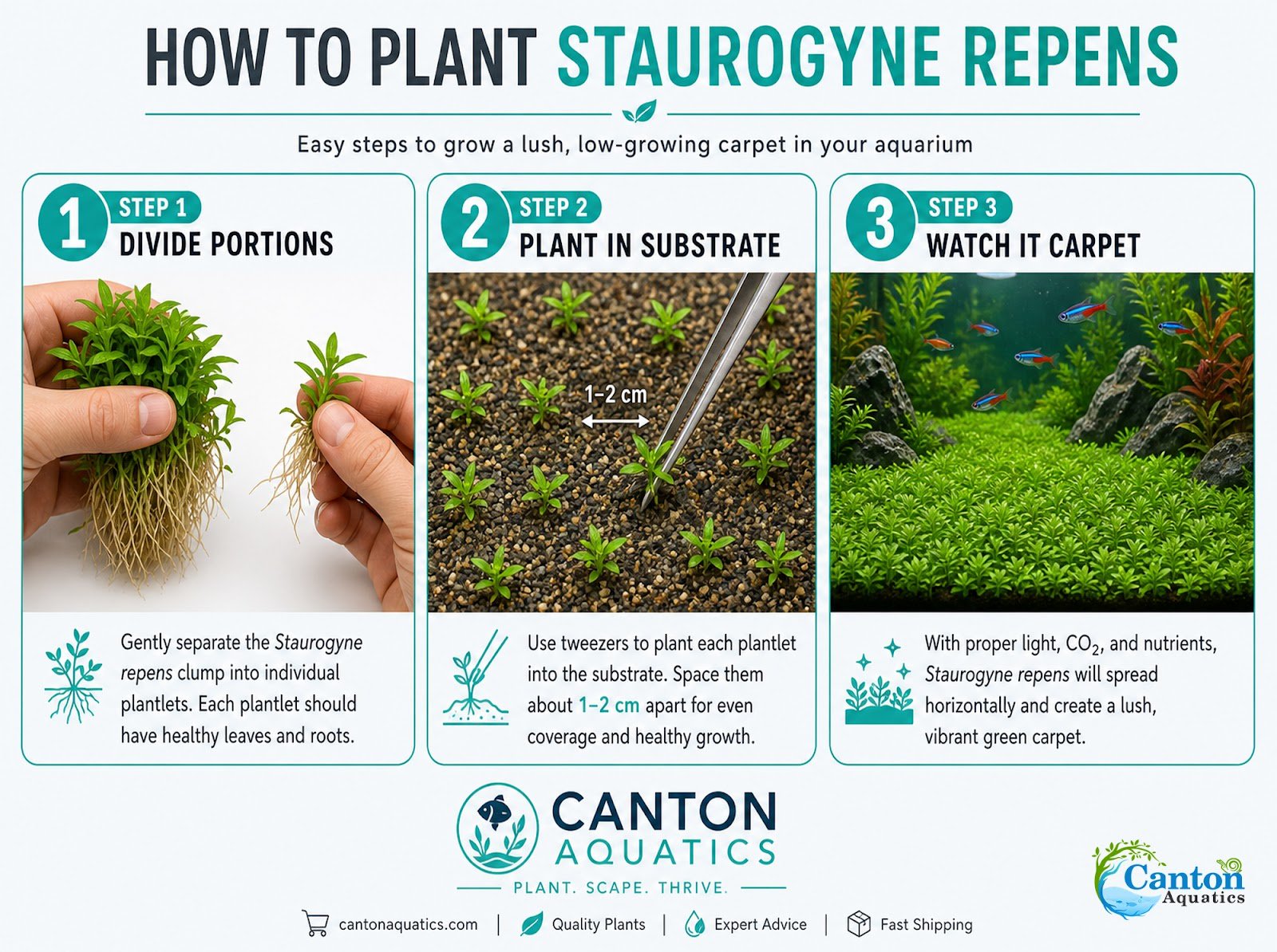CANTON AQUATICS Staurogyne S Repens Plants - Long Lasting & Easy to Care - Promote High Water Quality and Fast - Growing Live Freshwater Carpet Plant for Aquascaping - 5X Clumps Plants