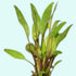 Cryptocoryne Lutea