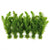Hornwort Bunch