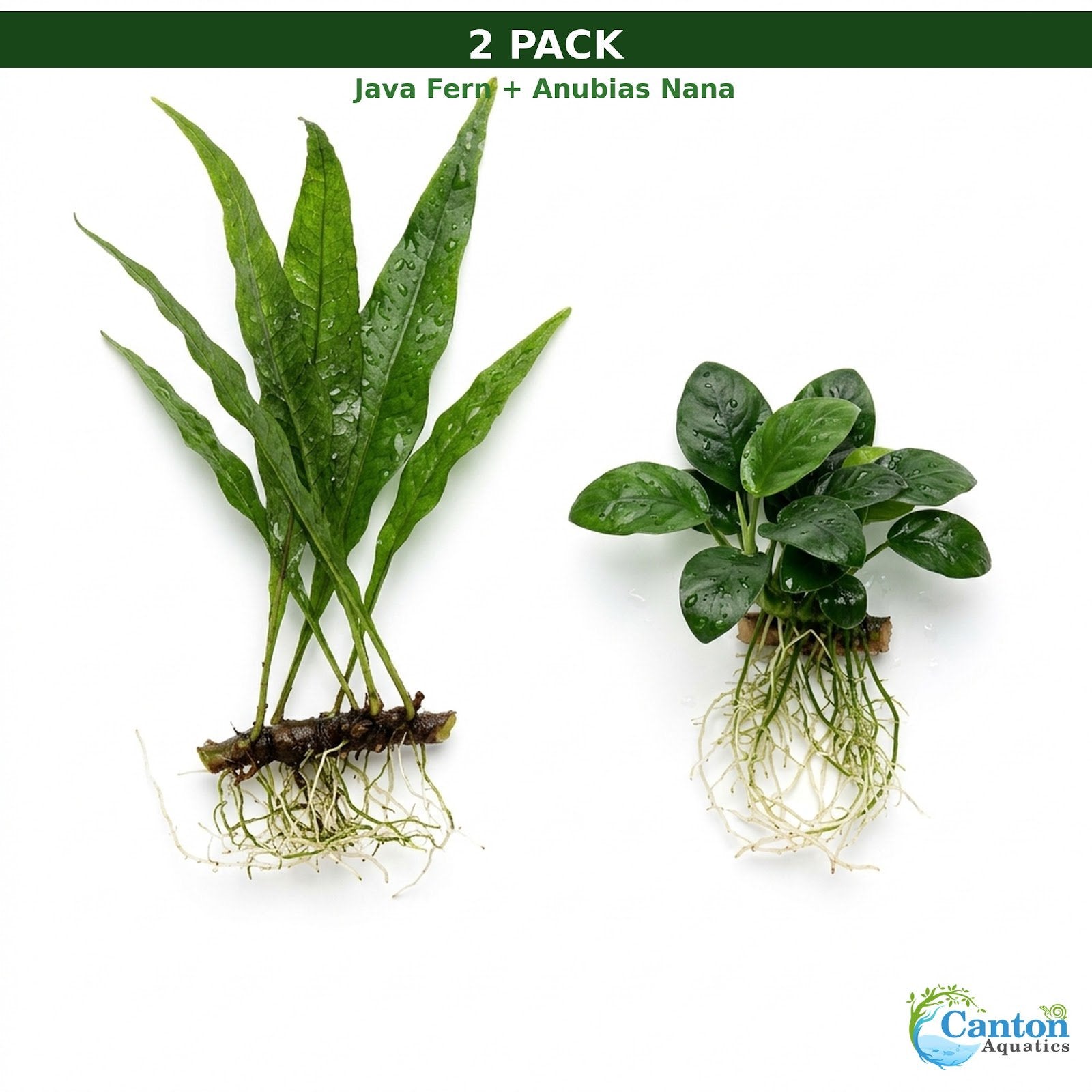 Java Fern & Anubias Nana (Microsorum Pteropus, Anubias Barteri) Size: 2 Pack