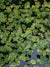 Frogbit (Limnobium Spongia)