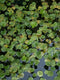 Frogbit (Limnobium Spongia)
