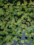Frogbit (Limnobium Spongia)