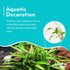 Cryptocoryne Crypt Lucens