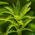 Mermaid Hygro (Proserpinaca palustris) – Live Aquarium Plant