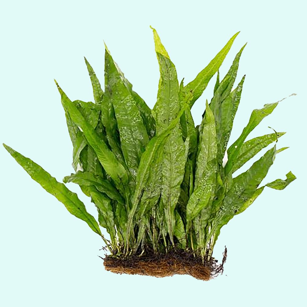 Java Fern (Microsorum Pteropus) on Mat