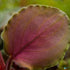 Lagenandra Meeboldii