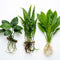 Cichlid-Friendly Live Plant Pack – Large Hardy Aquarium Plants (3 Pack)