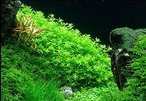 Pearl Weed (Hemianthus Micranthemoides) – Live Aquarium Plant