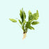 Marble Queen Sword (Echinodorus cordifolius) – Live Aquarium Plant