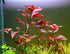 Ludwigia Repens Super Red Mini – Live Freshwater Aquarium Plant