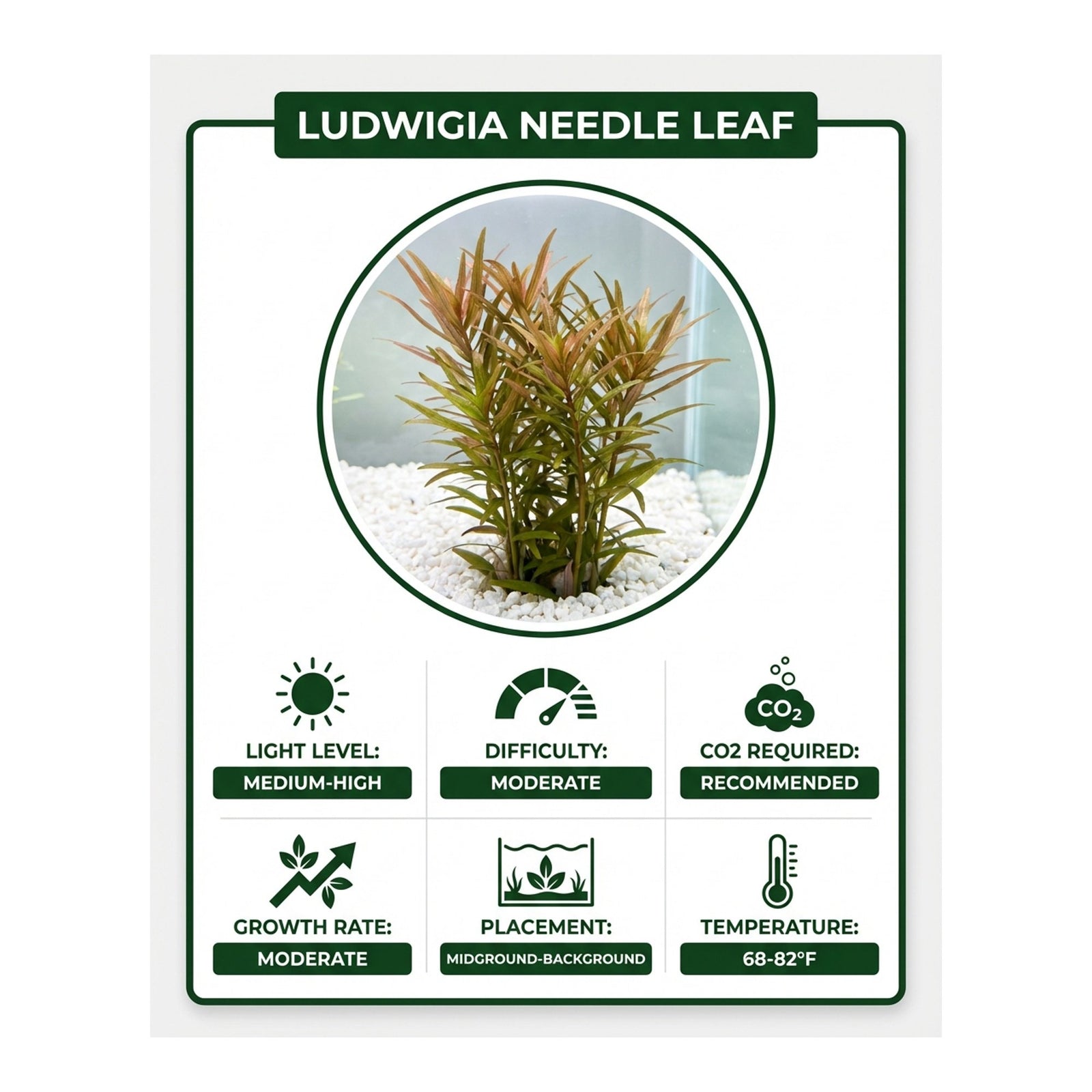Needle Leaf Ludwigia Arcuata