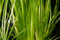 Jungle Vallisneria Americana
