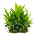 Cichlid-Friendly Live Plant Pack – Large Hardy Aquarium Plants (3 Pack)
