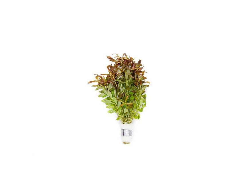 Needle Leaf Ludwigia Arcuata