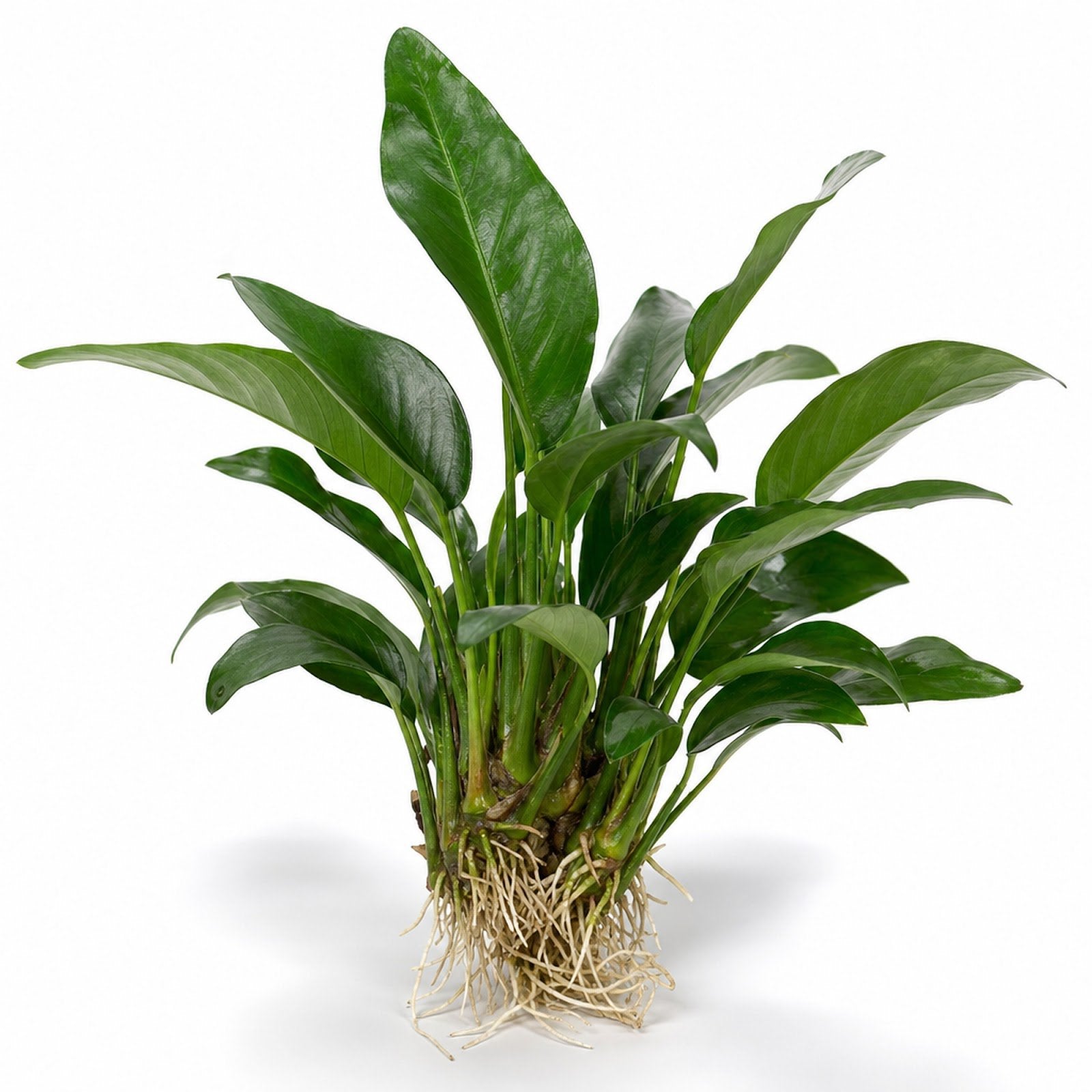 Anubias Frazeri - Image 1 of 30