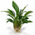Anubias Frazeri - Image 1 of 30