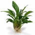 Anubias Frazeri - Image 1 of 30