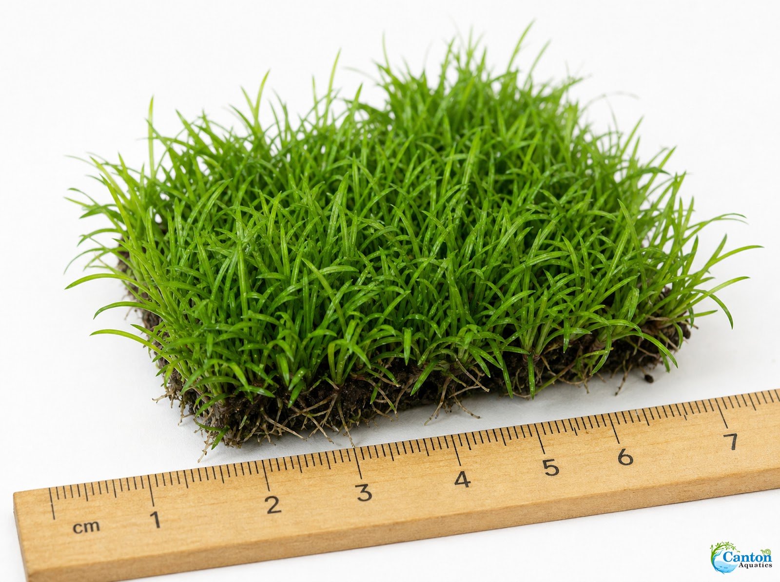 Micro Sword NarrowLeaf (Lilaeopsis Zelandiae)