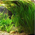 Jungle Vallisneria Americana