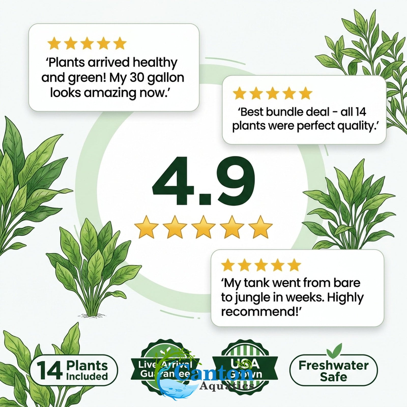 Live Aquarium Plants Essential Bundle