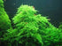 Christmas Moss Vesicularia Montagnei