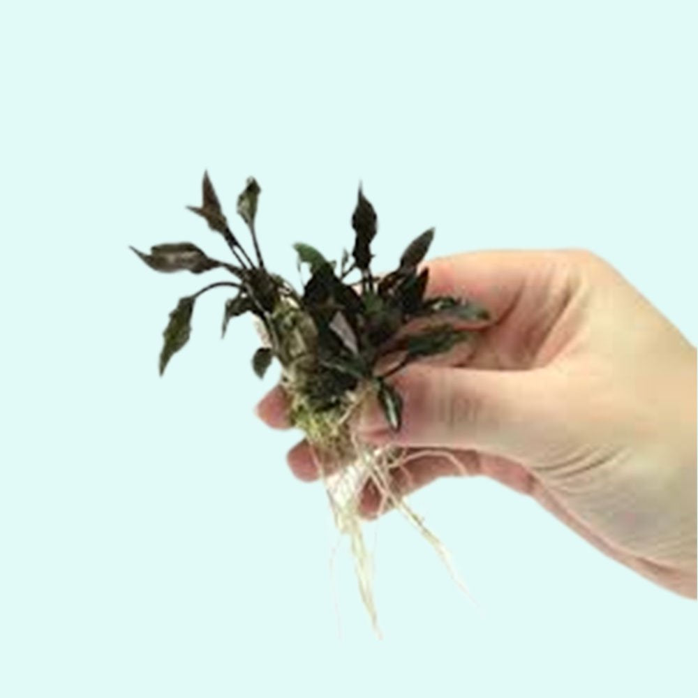 Cryptocoryne Lutea