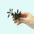 Cryptocoryne Lutea