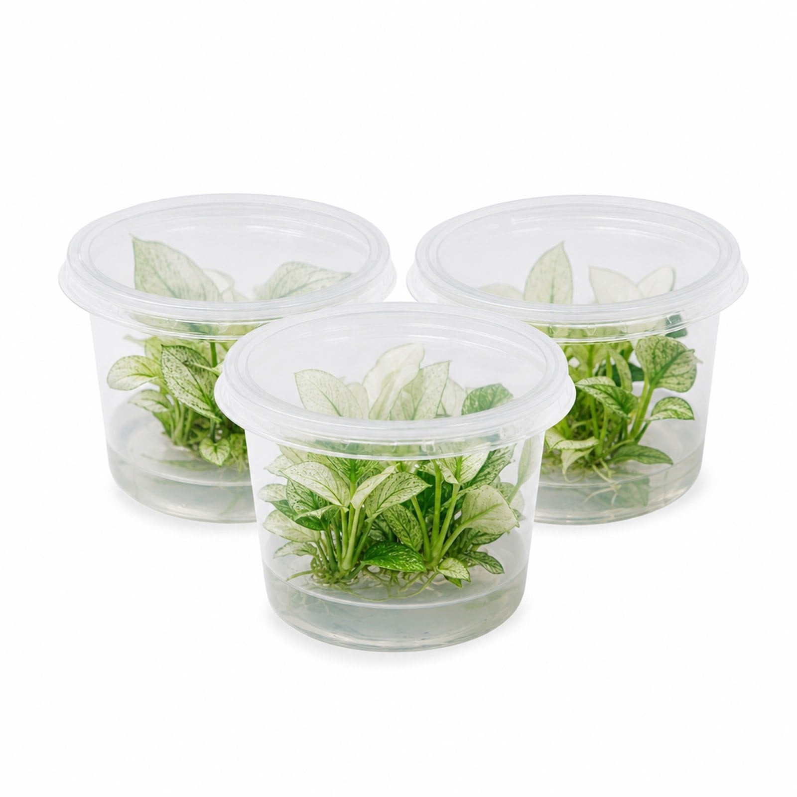 Anubias White Rose – Live Freshwater Aquarium Plant