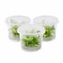 Anubias White Rose – Live Freshwater Aquarium Plant
