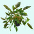 Cryptocoryne Wendtii Brown