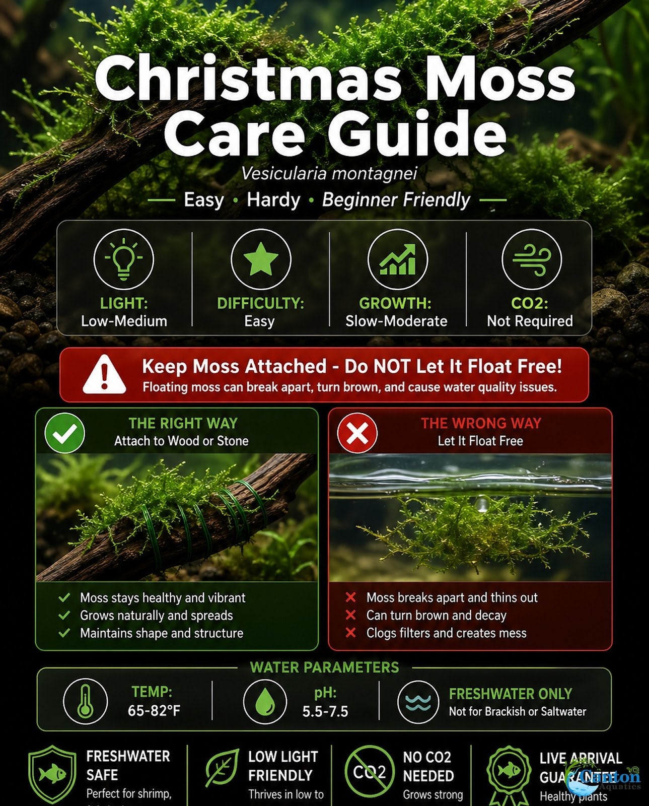 Christmas Moss on Driftwood | Live Aquarium Plant - Pre-Attached Vesicularia Montagnei, Low Light, No CO2, Shrimp Safe