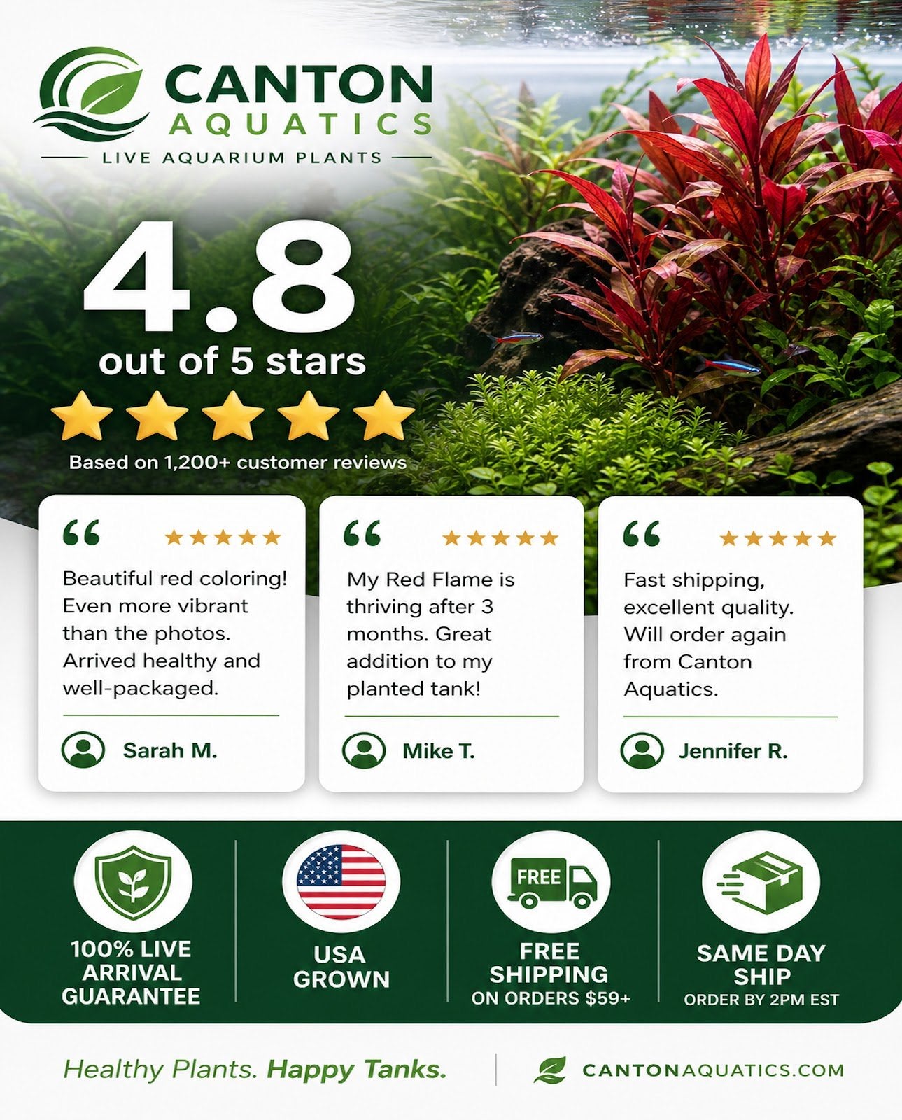 Amazon Sword Echinodorus Red Flame - Image 30 of 30