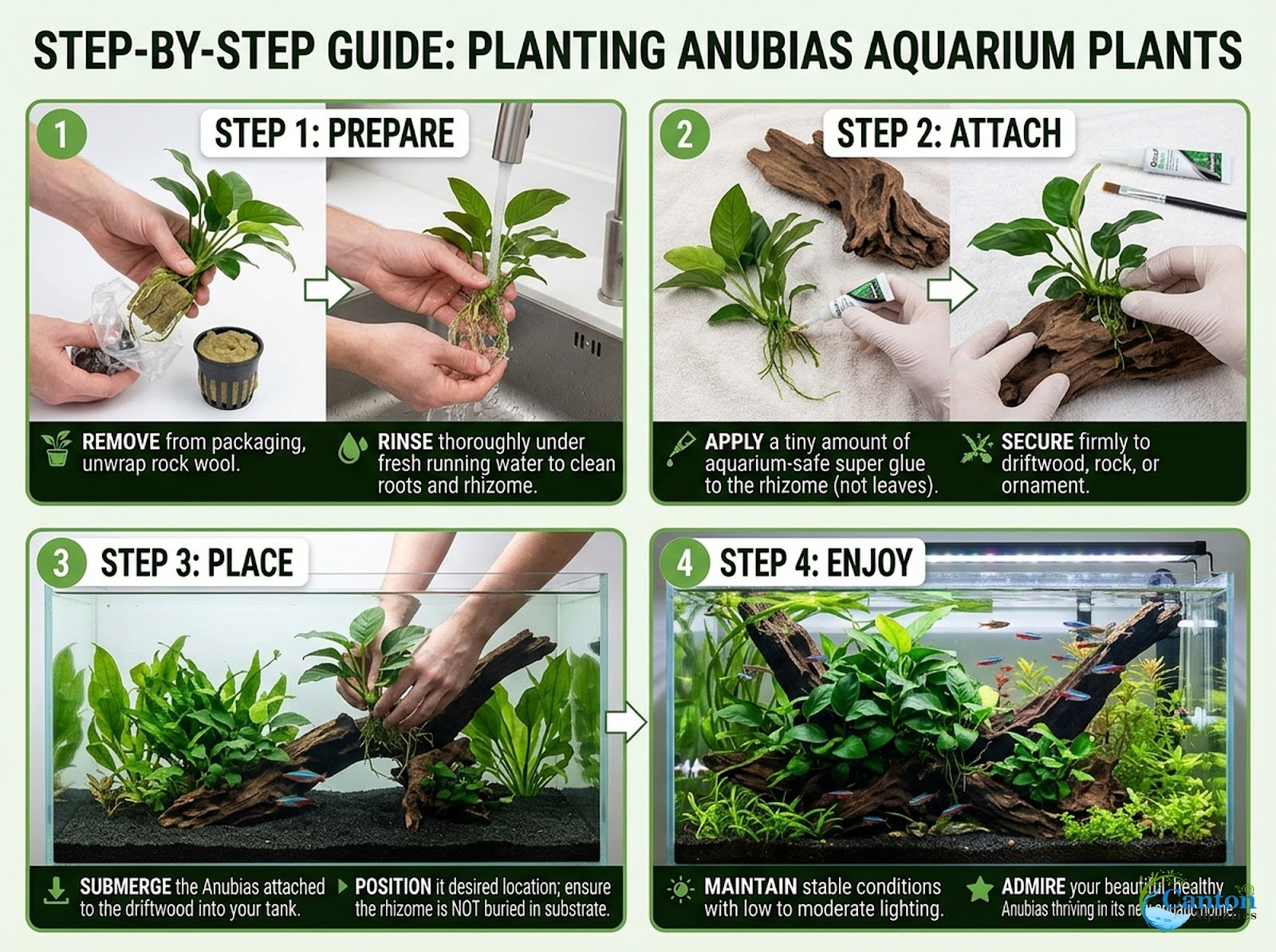 Anubias Starter Bundle (3-Pack) – Medium to Large