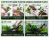 Anubias Starter Bundle (3-Pack) – Medium to Large