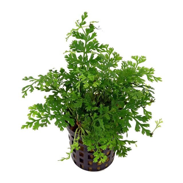Bolbitis Heteroclita Difformis "Mini" – Live Aquarium Fern