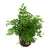 Bolbitis Heteroclita Difformis "Mini" – Live Aquarium Fern