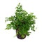 Bolbitis Heteroclita Difformis "Mini" – Live Aquarium Fern